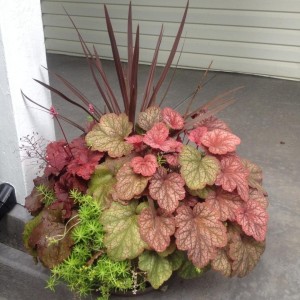 Heuchera / Alūnė AMBER LADY