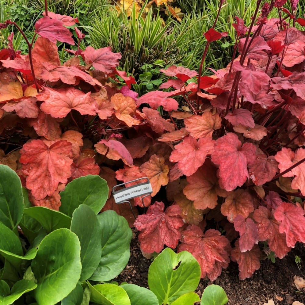 Heuchera / Alūnė AMBER LADY