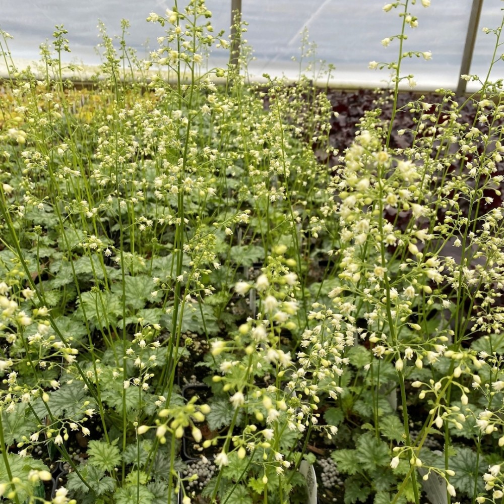 Heuchera / Alūnė APPLE CRISP