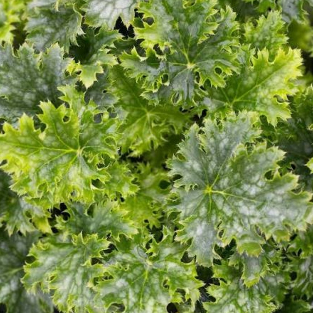 Heuchera / Alūnė APPLE CRISP