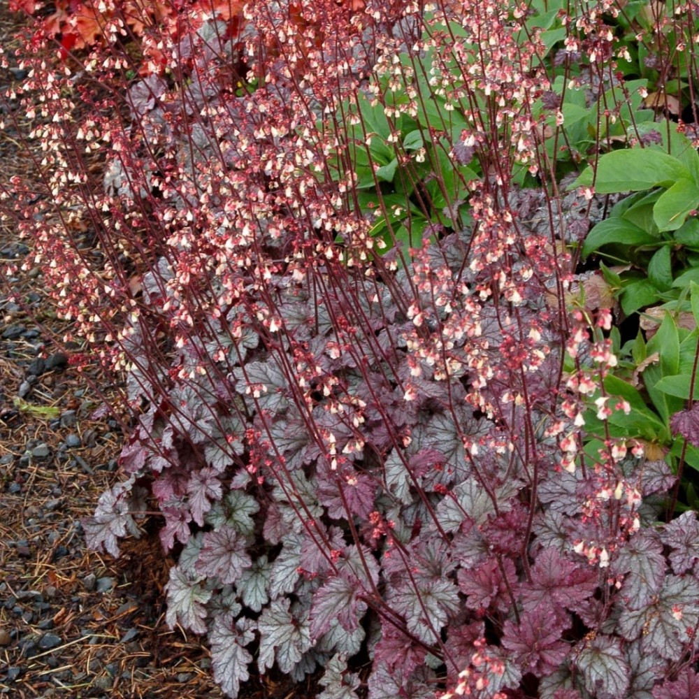 Heuchera / Alūnė BEAUTIFUL DANCER