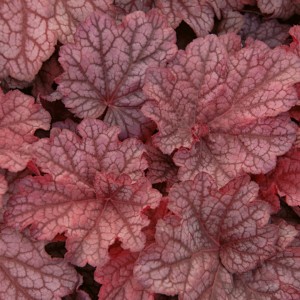 Heuchera / Alūnė BEAUTIFUL DANCER
