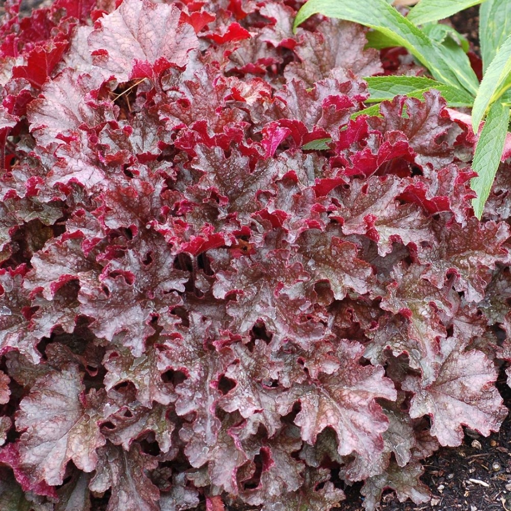 Heuchera / Alūnė BERRY MARMALADE