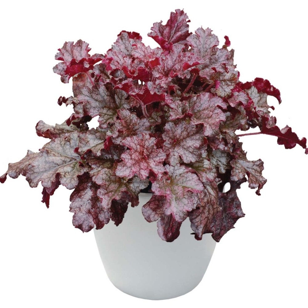 Heuchera / Alūnė BERRY MARMALADE