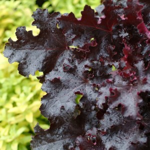 Heuchera / Alūnė BLACK BEAUTY