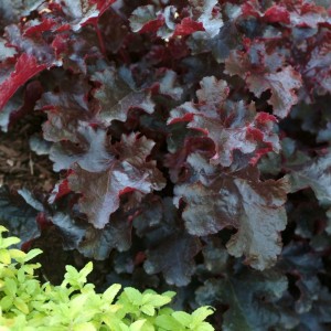 Heuchera / Alūnė BLACK BEAUTY