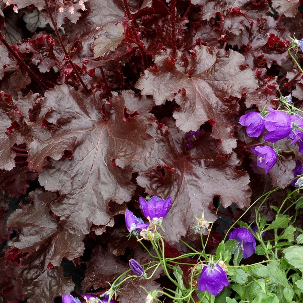 Heuchera / Alūnė BLACK BEAUTY