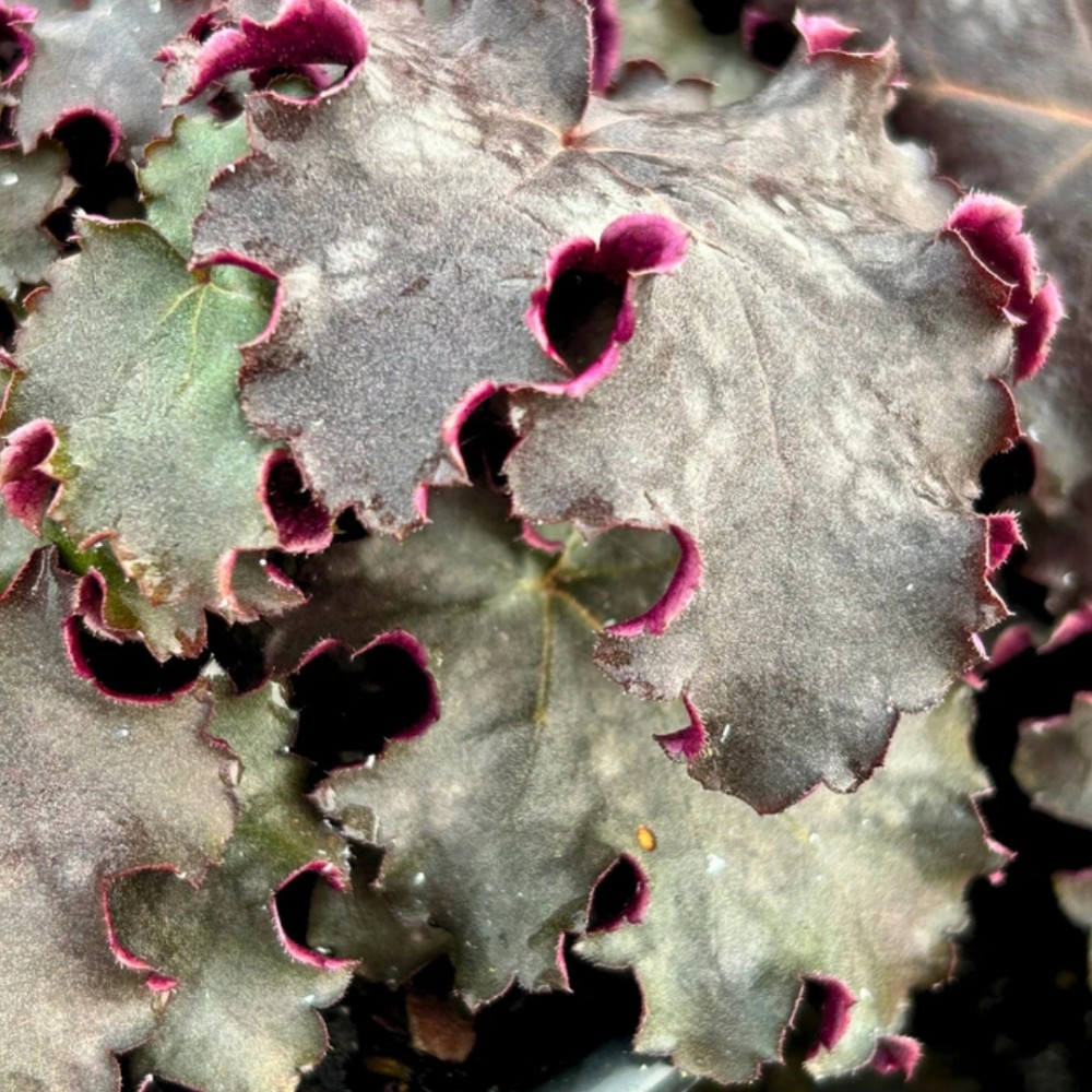 Heuchera / Alūnė BLACK KNIGHTS