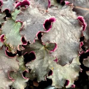 Heuchera / Alūnė BLACK KNIGHTS