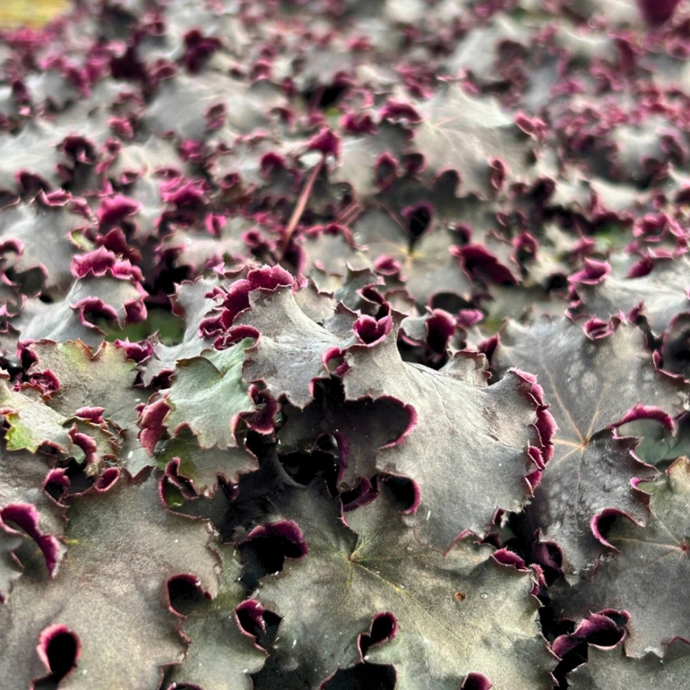 Heuchera / Alūnė BLACK KNIGHTS