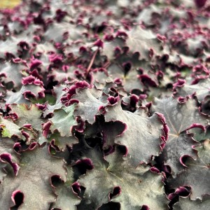Heuchera / Alūnė BLACK KNIGHTS