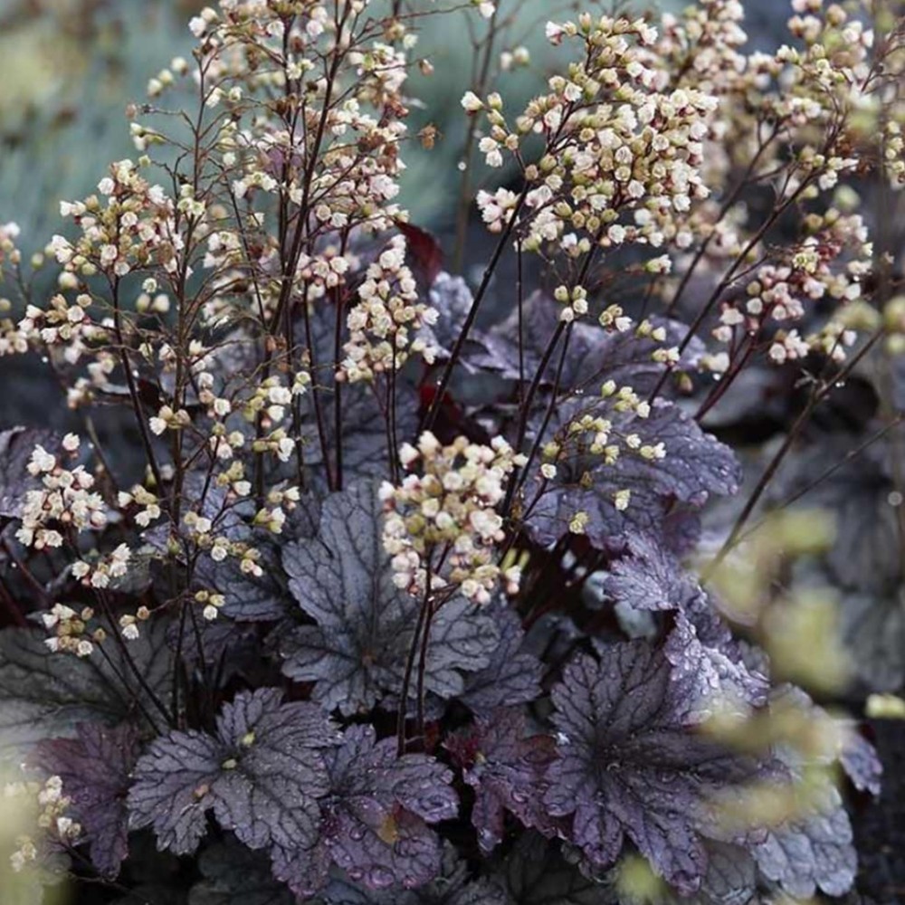 Heuchera / Alūnė BLACKBERRY JAM