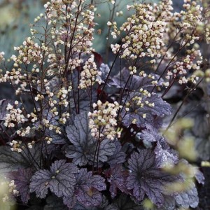 Heuchera / Alūnė BLACKBERRY JAM
