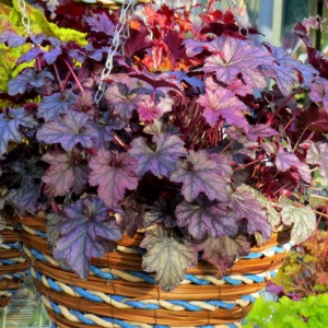 Heuchera / Alūnė BLACKBERRY JAM