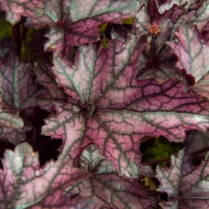 Heuchera / Alūnė BLACKBERRY JAM