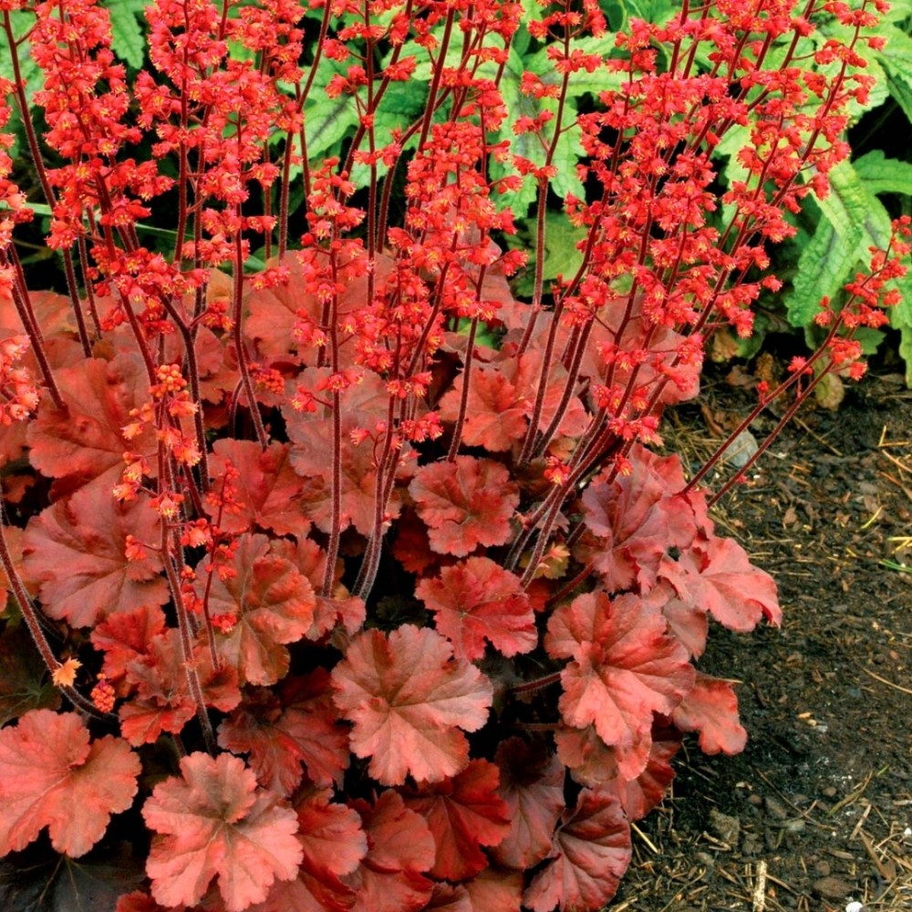 Heuchera / Alūnė CHERRY COLA