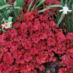 Heuchera / Alūnė CHERRY COLA