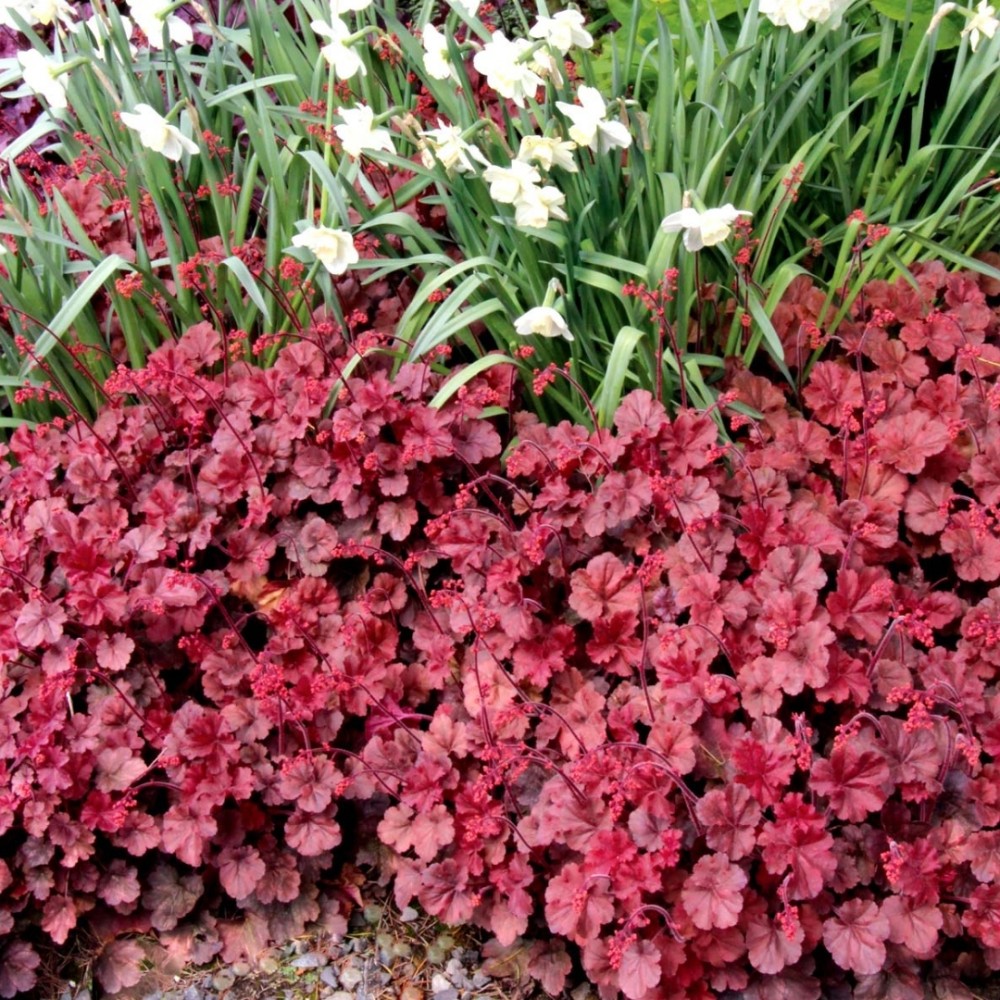 Heuchera / Alūnė CHERRY COLA