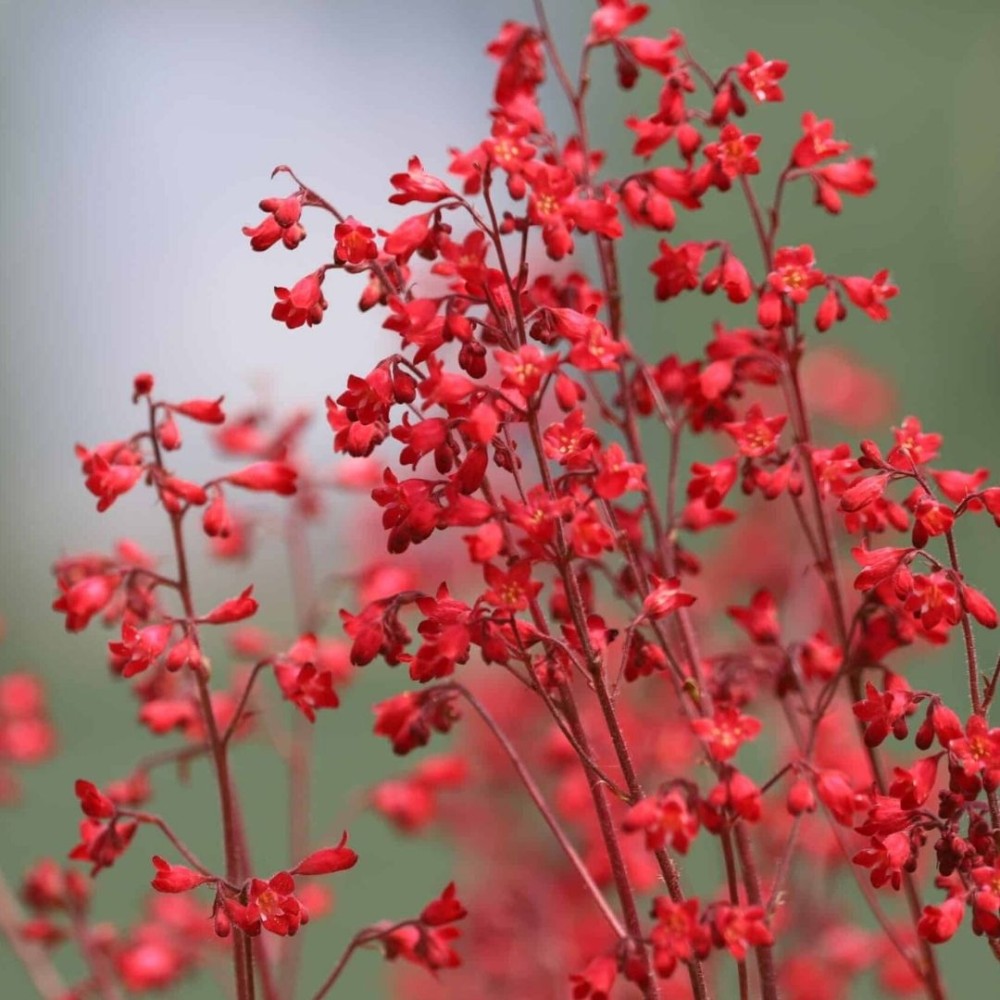 Heuchera / Alūnė CORAL PETITE