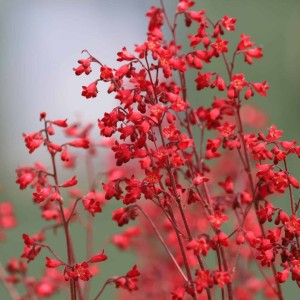 Heuchera / Alūnė CORAL PETITE