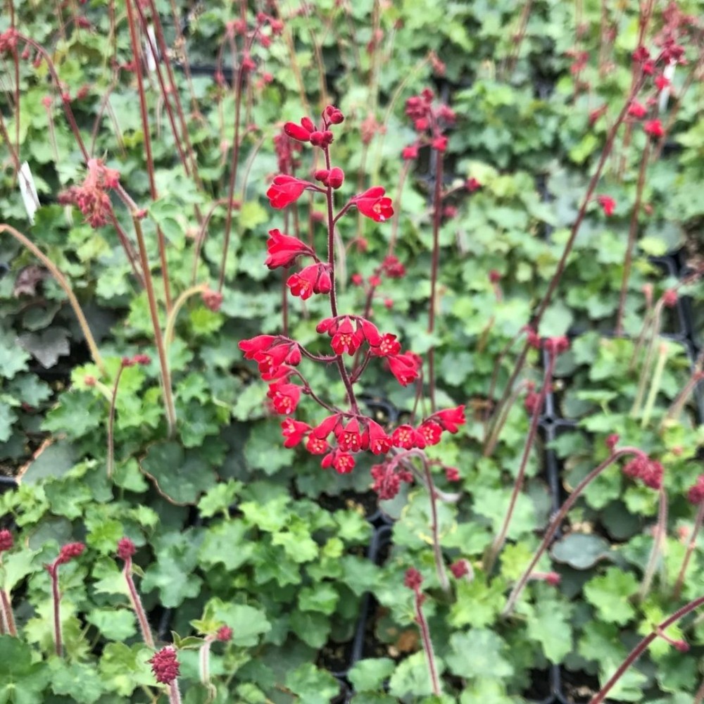Heuchera / Alūnė CORAL PETITE