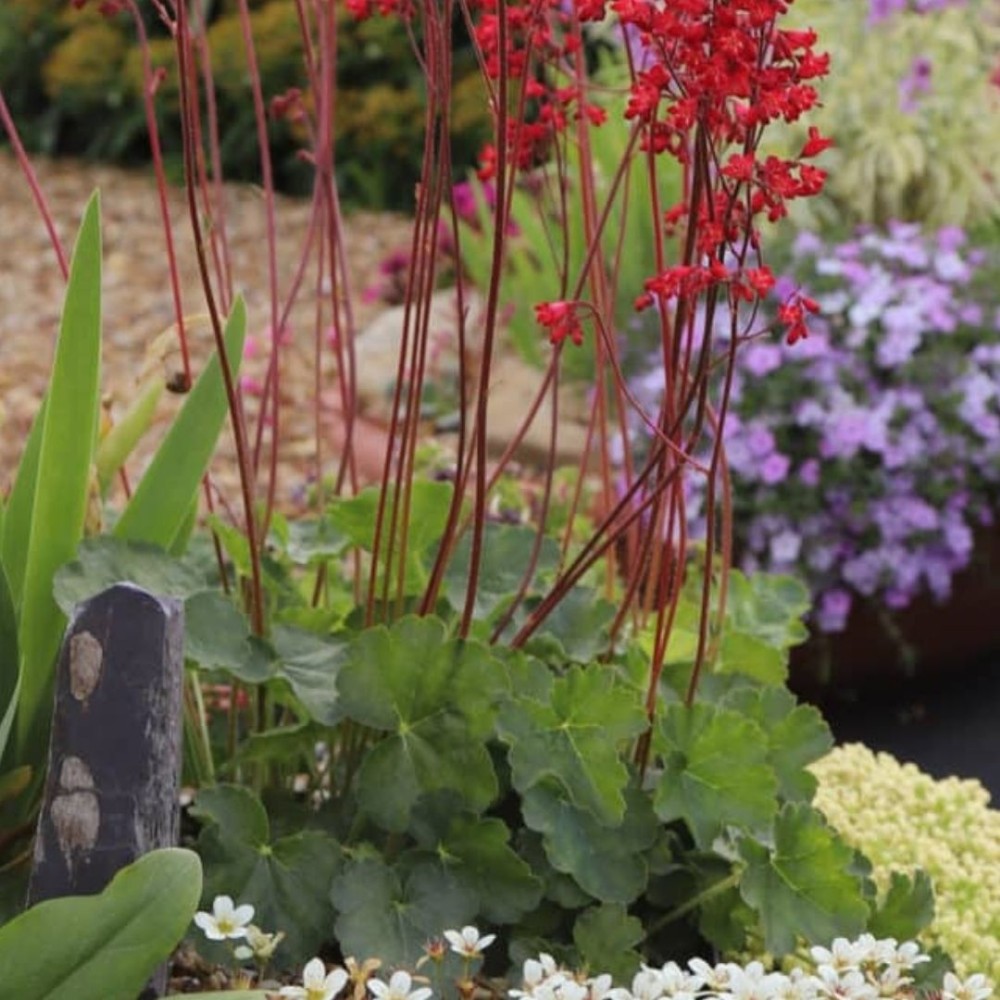 Heuchera / Alūnė CORAL PETITE
