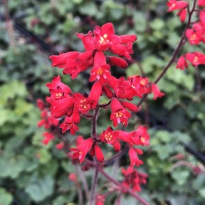 Heuchera / Alūnė CORAL PETITE
