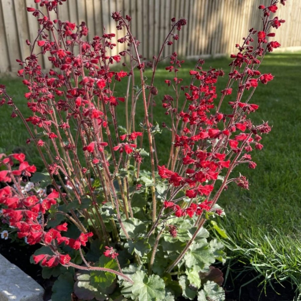 Heuchera / Alūnė CORAL PETITE