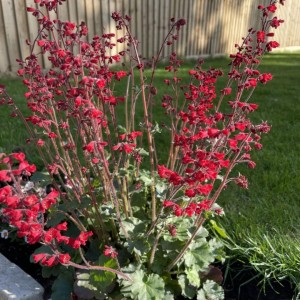 Heuchera / Alūnė CORAL PETITE