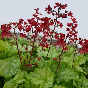 Heuchera / Alūnė DOLCE APPLETINI