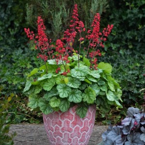 Heuchera / Alūnė DOLCE APPLETINI