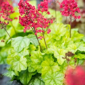 Heuchera / Alūnė DOLCE APPLETINI
