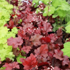 Heuchera / Alūnė DOLCE CHERRY TRUFFLES