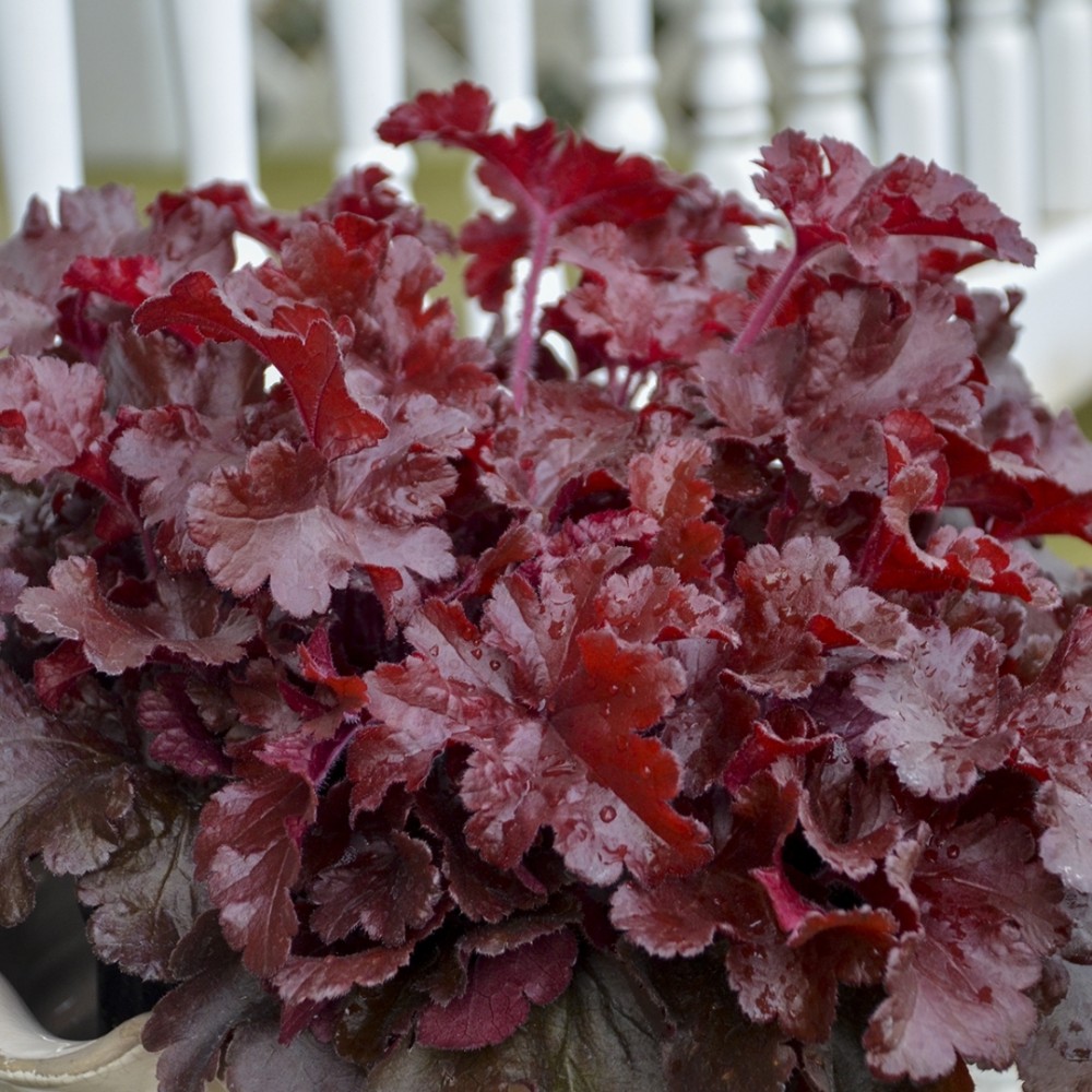 Heuchera / Alūnė DOLCE CHERRY TRUFFLES