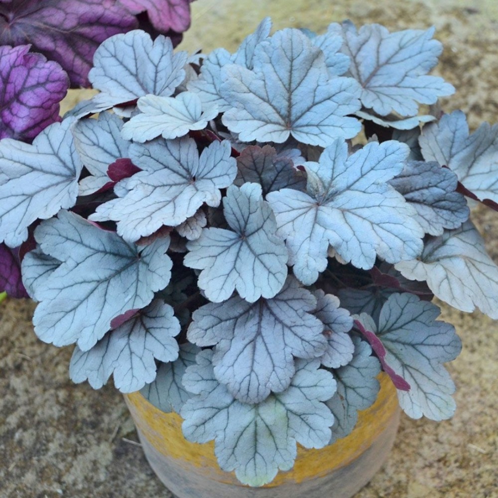 Heuchera / Alūnė DOLCE SILVER GUMDROPL