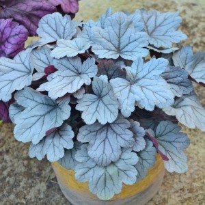 Heuchera / Alūnė DOLCE SILVER GUMDROPL