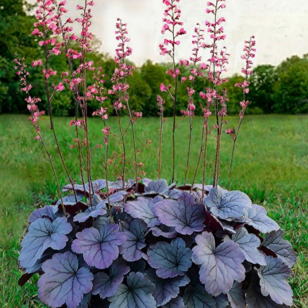 Heuchera / Alūnė DOLCE SILVER GUMDROPL