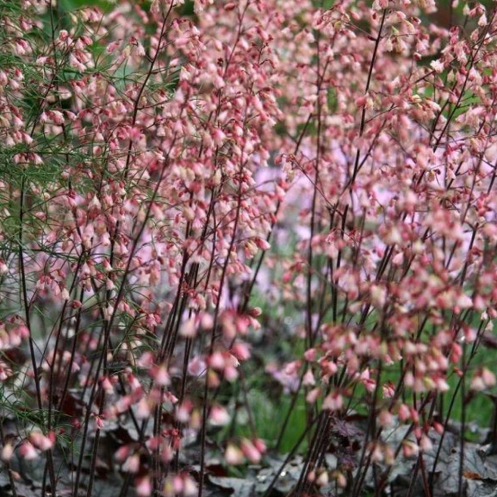 Heuchera / Alūnė DOLCE SILVER GUMDROPL