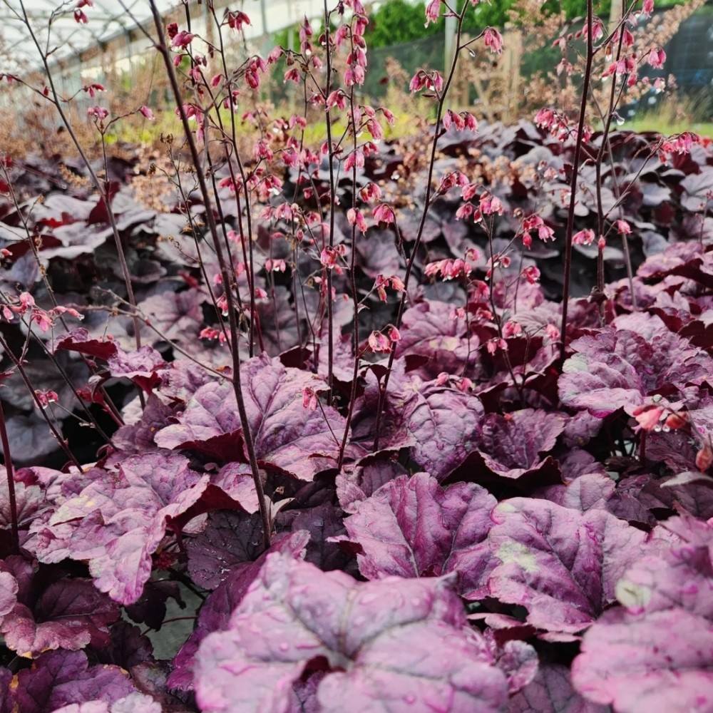 Heuchera / Alūnė DOLCE WILDBERRY