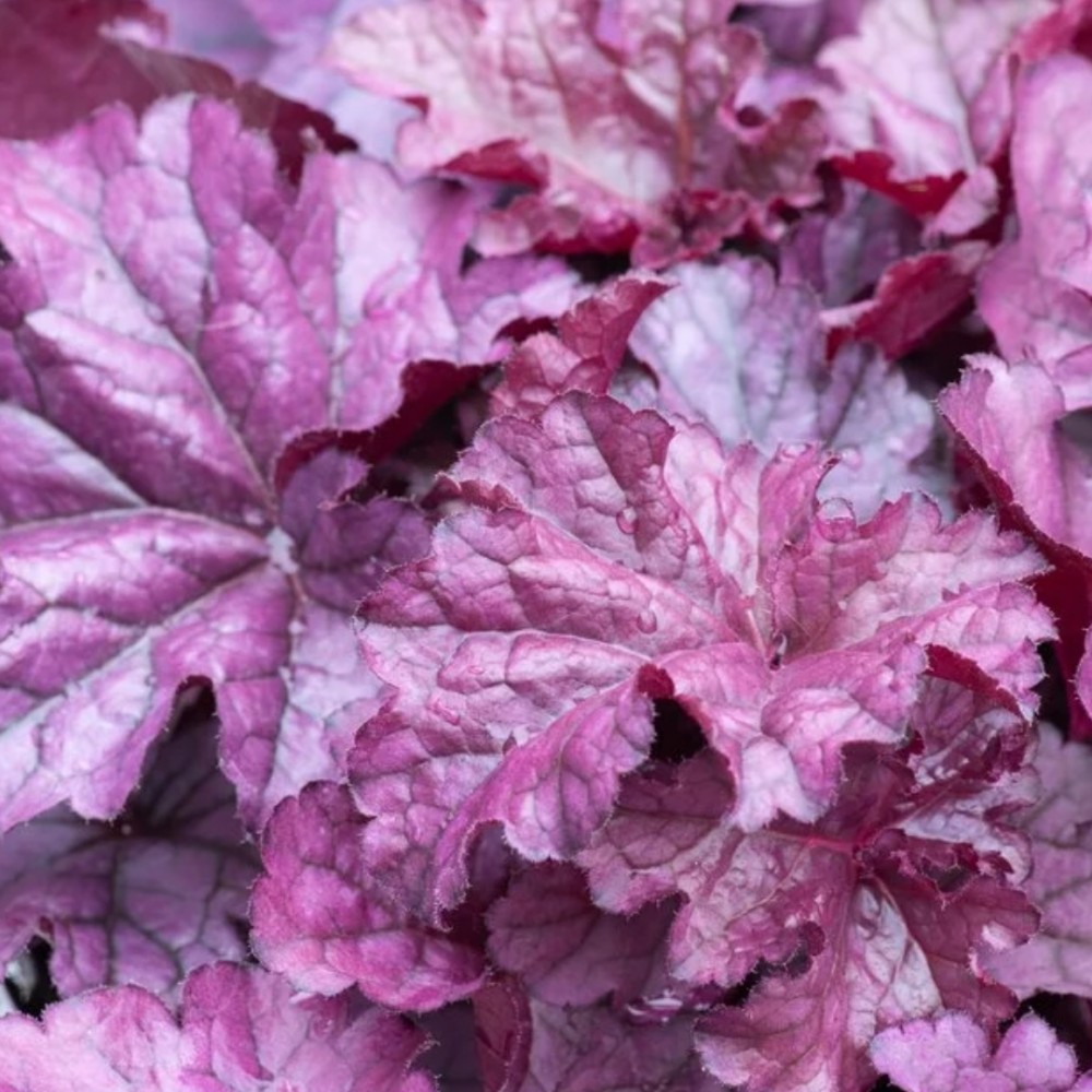 Heuchera / Alūnė DOLCE WILDBERRY