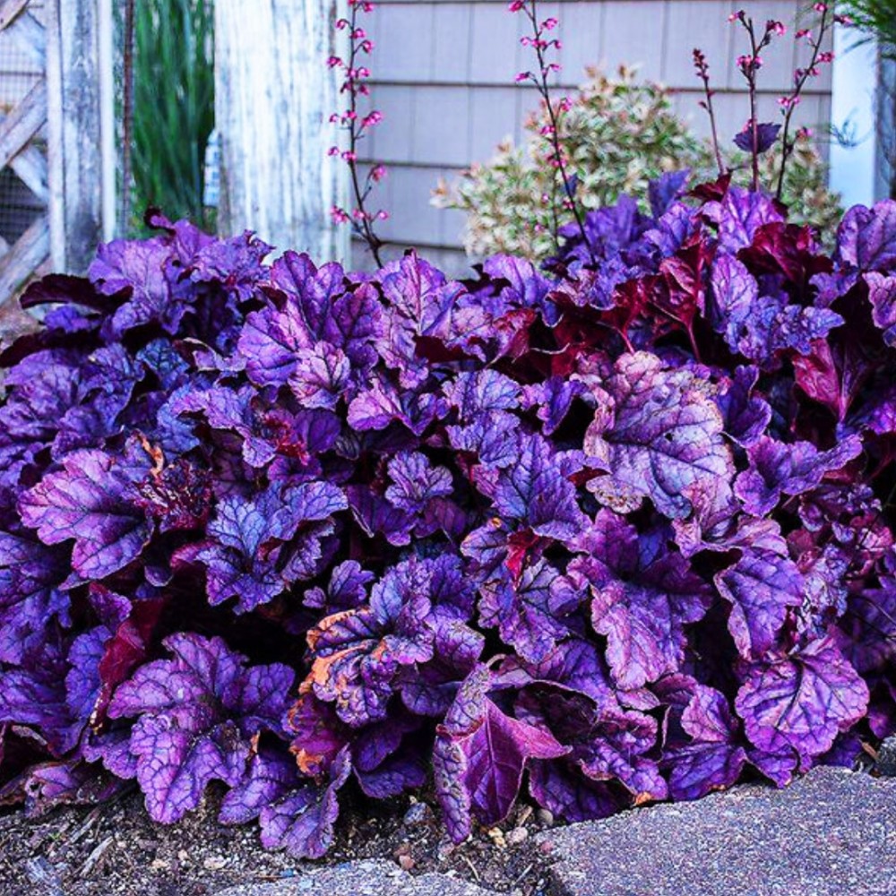 Heuchera / Alūnė DOLCE WILDBERRY