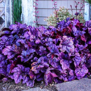 Heuchera / Alūnė DOLCE WILDBERRY