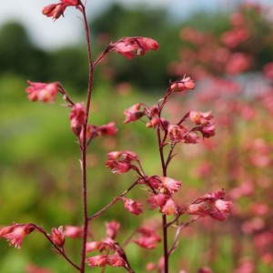 Alūnė / Heuchera EARTH ANGEL