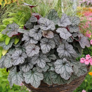 Alūnė / Heuchera EARTH ANGEL