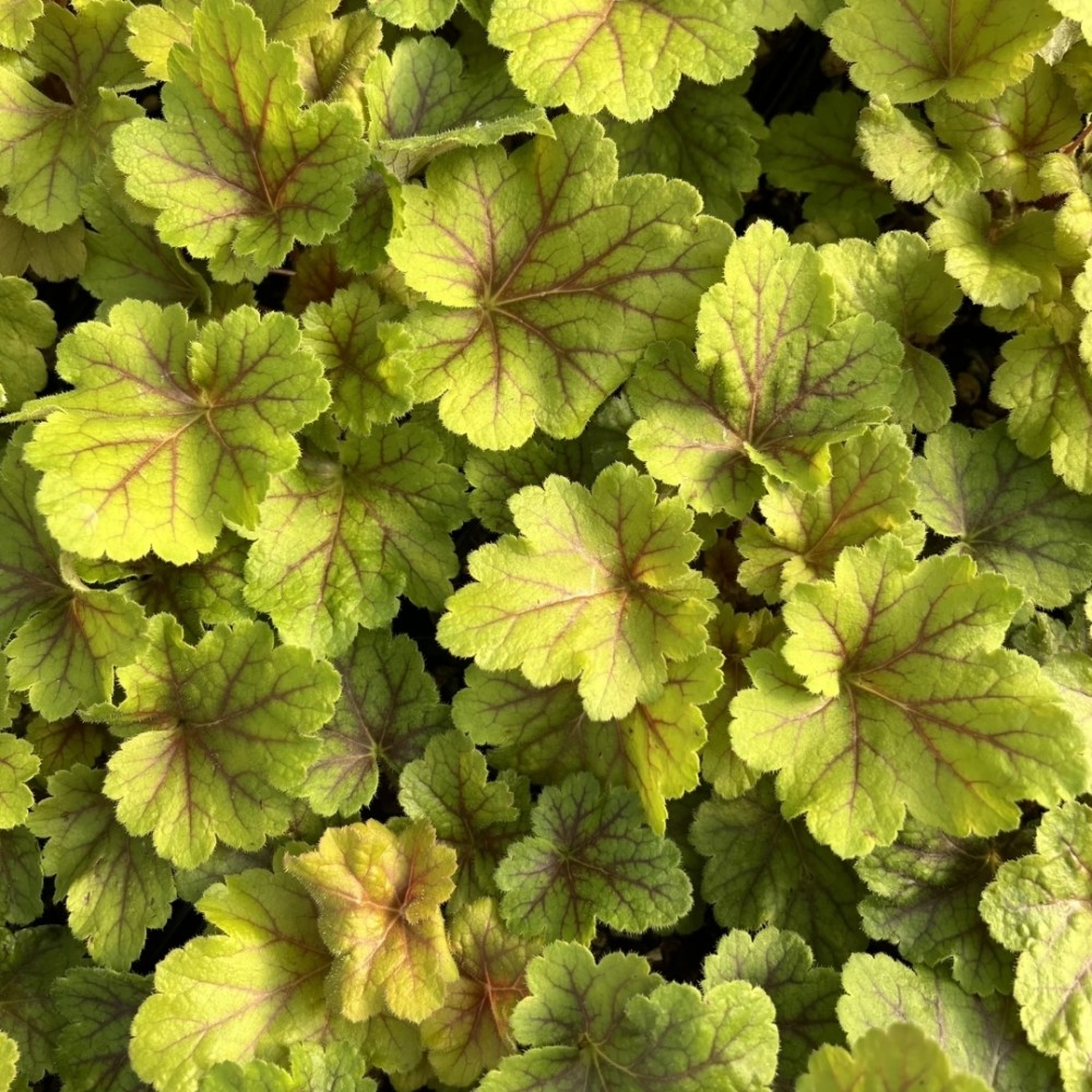 Heuchera / Alūnė ELECTRA