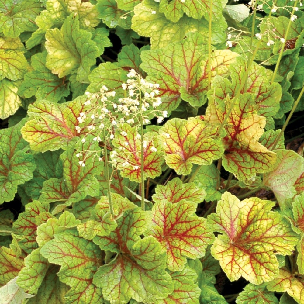 Heuchera / Alūnė ELECTRA