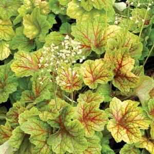 Heuchera / Alūnė ELECTRA