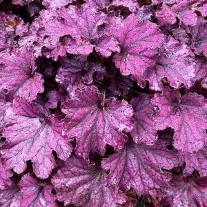 Heuchera / Alūnė FOREVER PURPLE