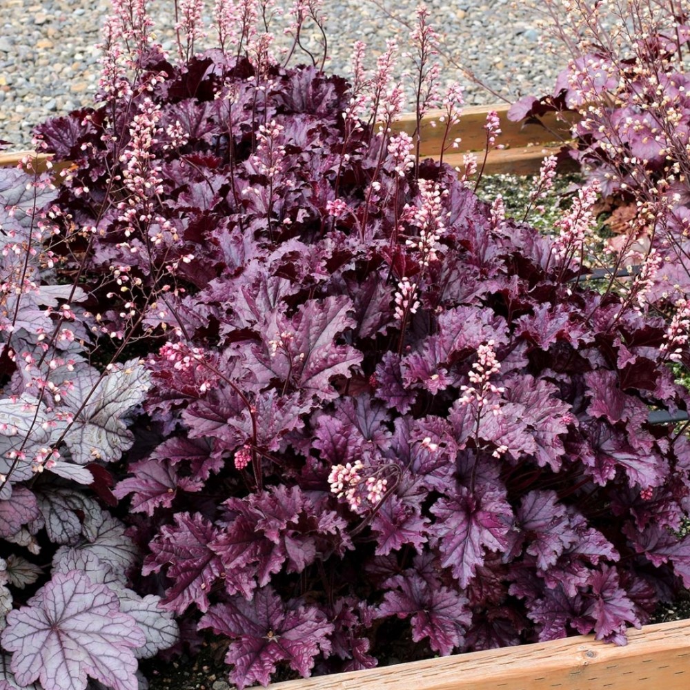 Heuchera / Alūnė FOREVER PURPLE