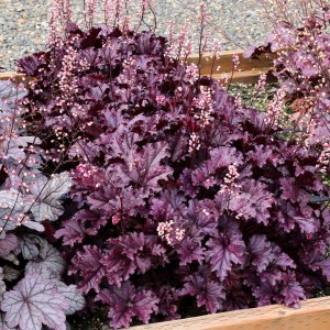 Heuchera / Alūnė FOREVER PURPLE